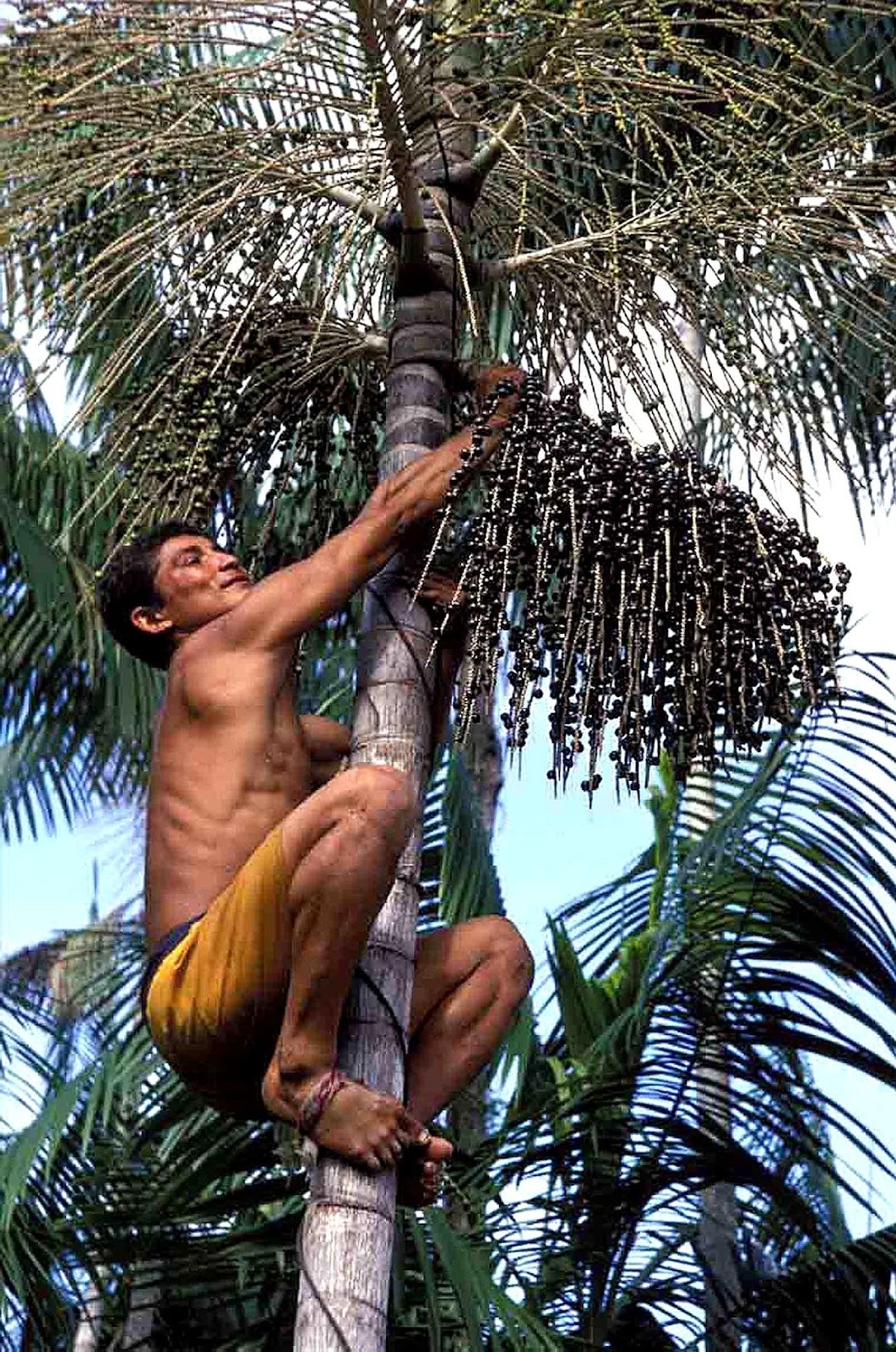 ¿De dónde viene el Açaí?